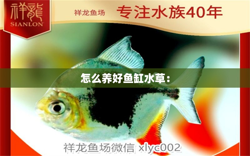 怎么養(yǎng)好魚缸水草：