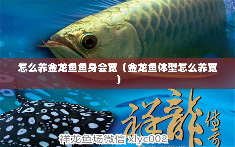 怎么養(yǎng)金龍魚魚身會寬（金龍魚體型怎么養(yǎng)寬）