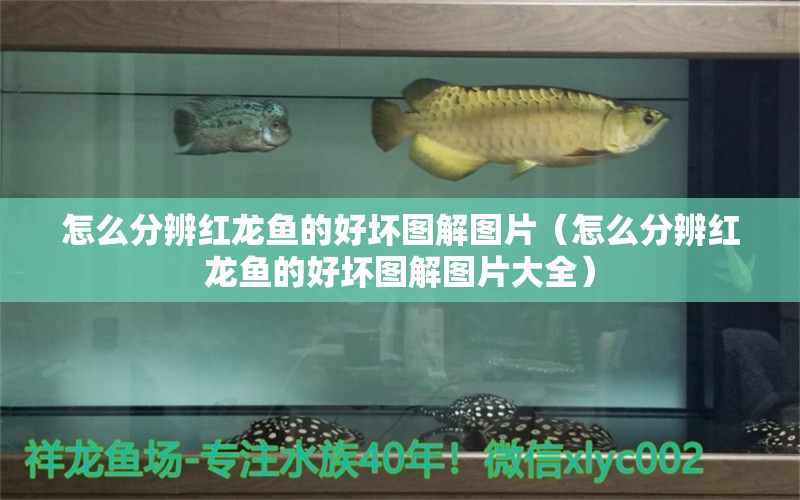 怎么分辨紅龍魚的好壞圖解圖片（怎么分辨紅龍魚的好壞圖解圖片大全）