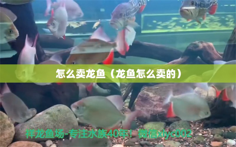 怎么賣龍魚（龍魚怎么賣的）