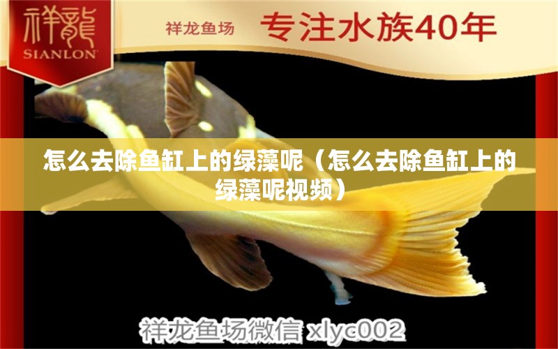 怎么去除魚缸上的綠藻呢（怎么去除魚缸上的綠藻呢視頻） 祥龍水族醫(yī)院