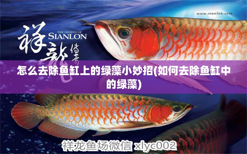 怎么去除魚缸上的綠藻小妙招(如何去除魚缸中的綠藻) 進口元寶鳳凰魚