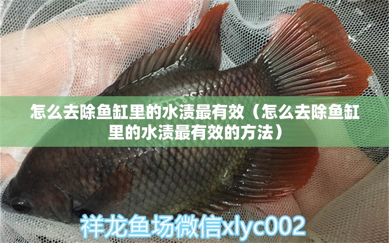 怎么去除魚缸里的水漬最有效（怎么去除魚缸里的水漬最有效的方法）