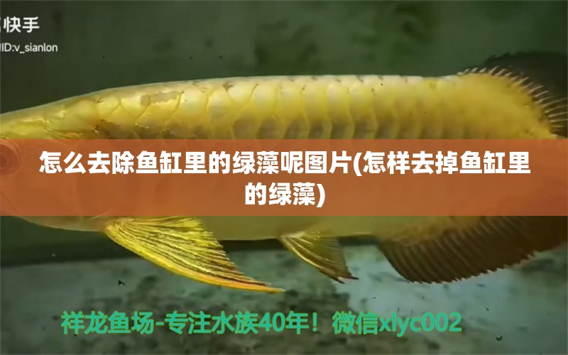 怎么去除魚缸里的綠藻呢圖片(怎樣去掉魚缸里的綠藻) 帝王三間魚