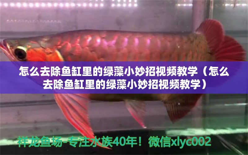 怎么去除魚缸里的綠藻小妙招視頻教學（怎么去除魚缸里的綠藻小妙招視頻教學）