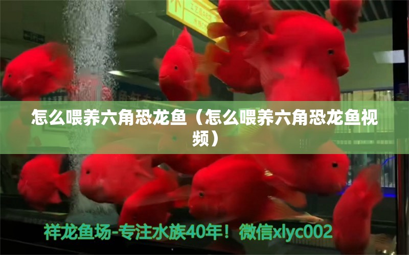 怎么喂養(yǎng)六角恐龍魚（怎么喂養(yǎng)六角恐龍魚視頻） 白子黑帝王魟魚