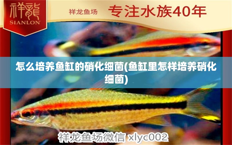 怎么培養(yǎng)魚缸的硝化細(xì)菌(魚缸里怎樣培養(yǎng)硝化細(xì)菌) 硝化細(xì)菌