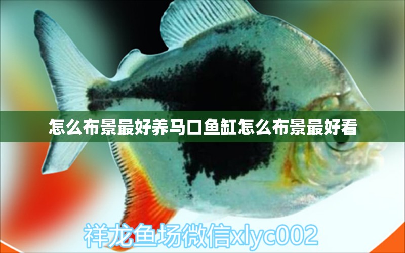 怎么布景最好養(yǎng)馬口魚(yú)缸怎么布景最好看