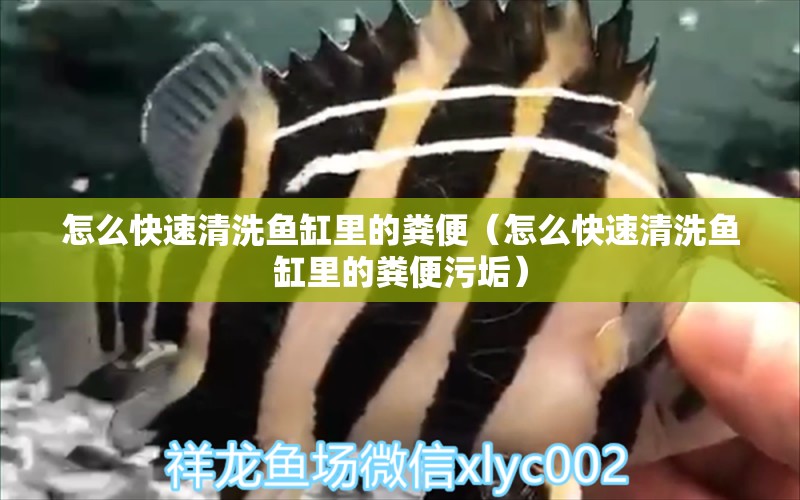 怎么快速清洗魚(yú)缸里的糞便（怎么快速清洗魚(yú)缸里的糞便污垢） 二氧化碳設(shè)備