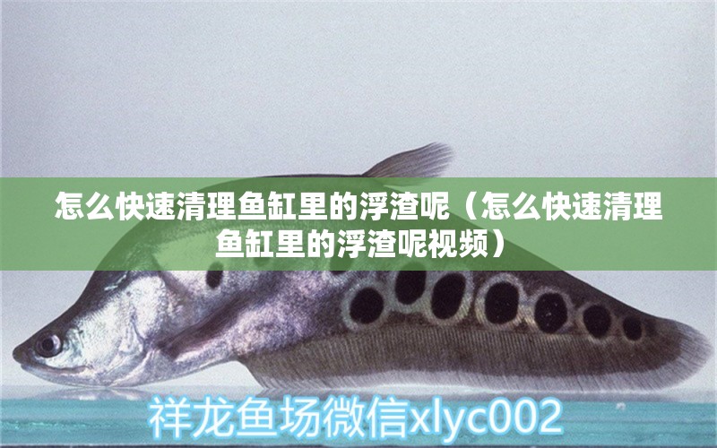 怎么快速清理魚缸里的浮渣呢（怎么快速清理魚缸里的浮渣呢視頻） 祥龍水族醫(yī)院