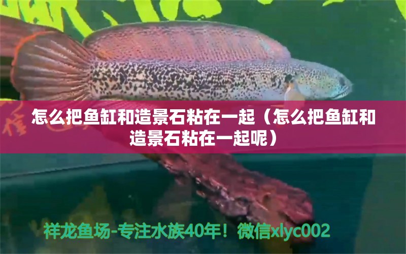 怎么把魚缸和造景石粘在一起（怎么把魚缸和造景石粘在一起呢）