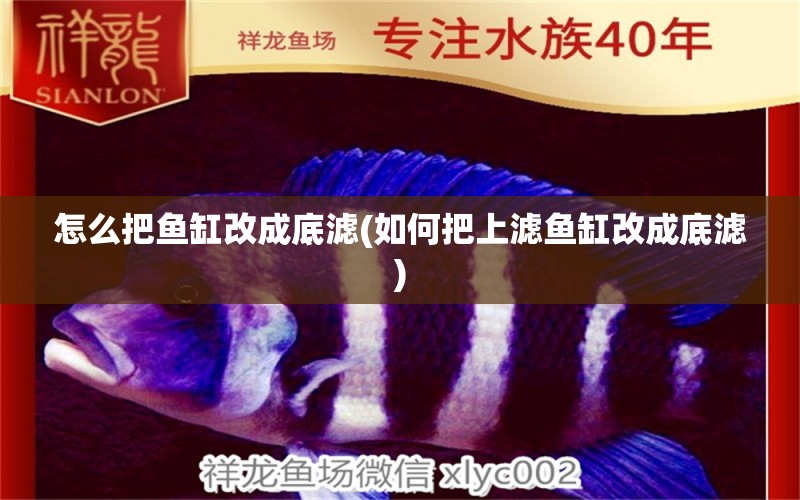 怎么把魚(yú)缸改成底濾(如何把上濾魚(yú)缸改成底濾) 白子金龍魚(yú)