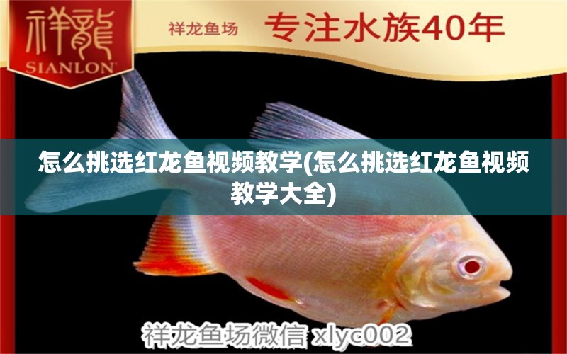 怎么挑選紅龍魚(yú)視頻教學(xué)(怎么挑選紅龍魚(yú)視頻教學(xué)大全) 白子黑帝王魟魚(yú)