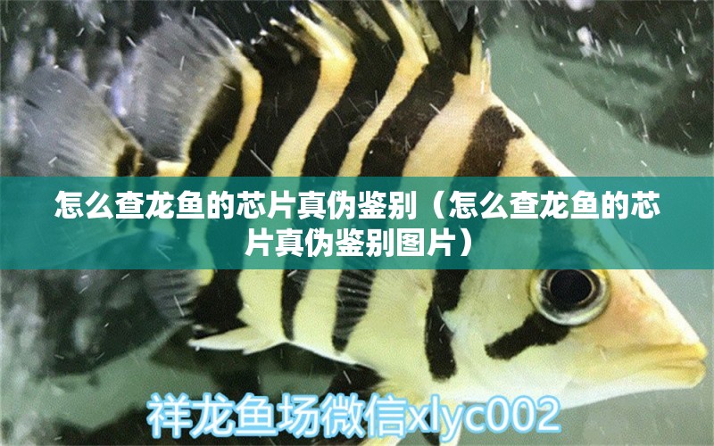 怎么查龍魚的芯片真?zhèn)舞b別（怎么查龍魚的芯片真?zhèn)舞b別圖片） 觀賞魚市場（混養(yǎng)魚）