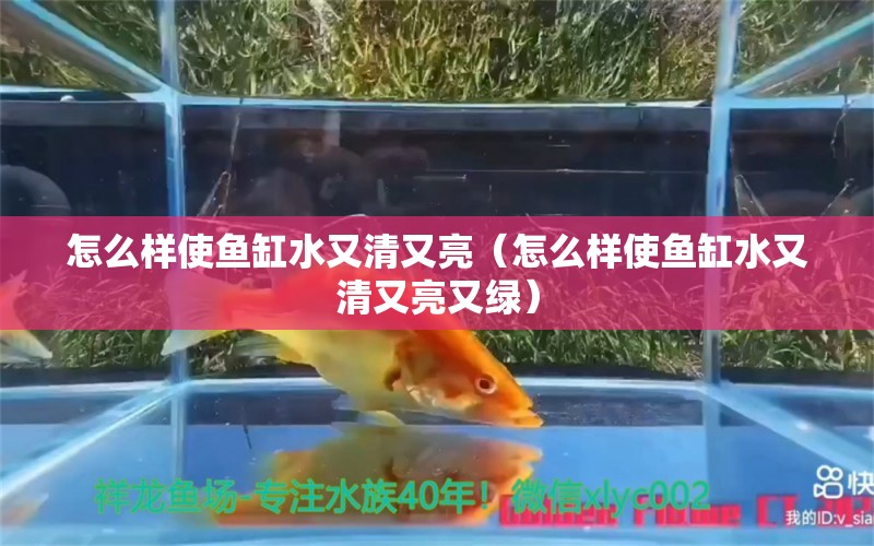 怎么樣使魚缸水又清又亮（怎么樣使魚缸水又清又亮又綠）