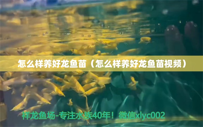 怎么樣養(yǎng)好龍魚苗（怎么樣養(yǎng)好龍魚苗視頻）