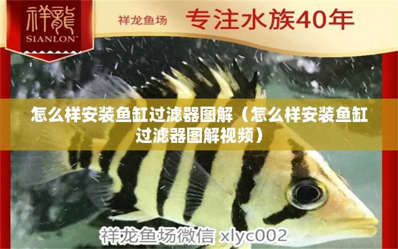 怎么樣安裝魚缸過濾器圖解（怎么樣安裝魚缸過濾器圖解視頻） 祥龍水族醫(yī)院