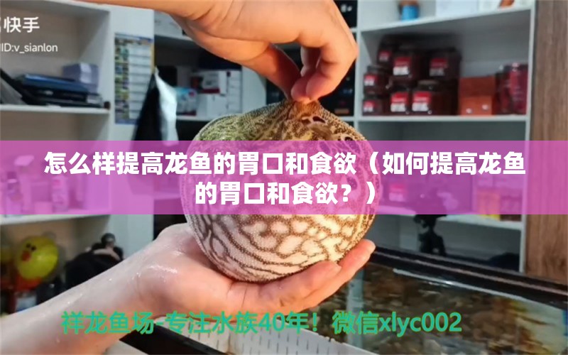 怎么樣提高龍魚的胃口和食欲（如何提高龍魚的胃口和食欲？） 龍魚百科 第2張