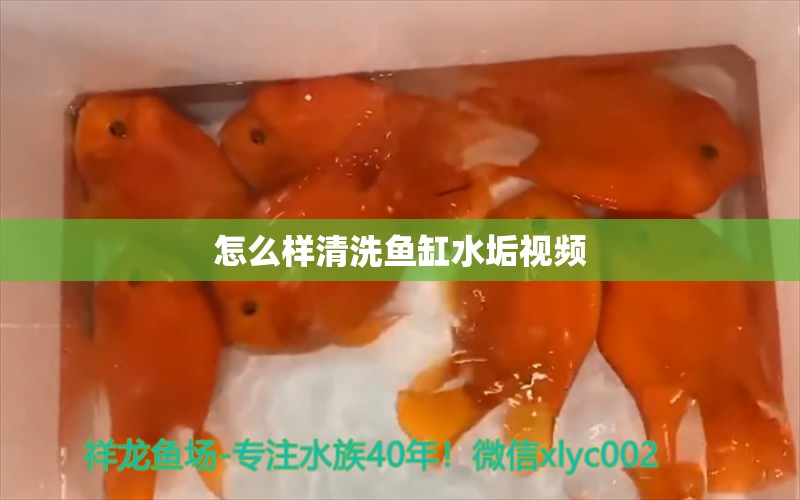 怎么樣清洗魚缸水垢視頻 祥龍魚場