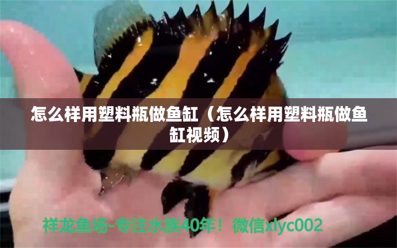 怎么樣用塑料瓶做魚缸（怎么樣用塑料瓶做魚缸視頻）