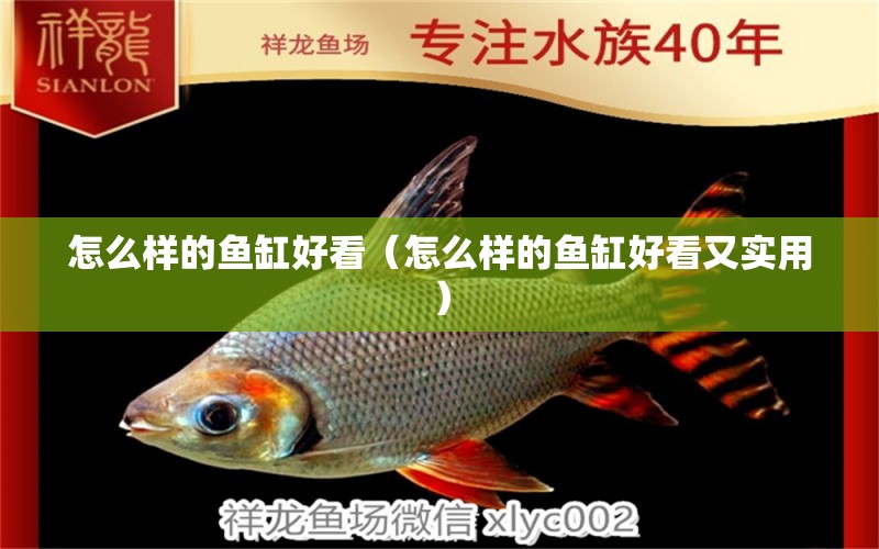 怎么樣的魚缸好看（怎么樣的魚缸好看又實用）