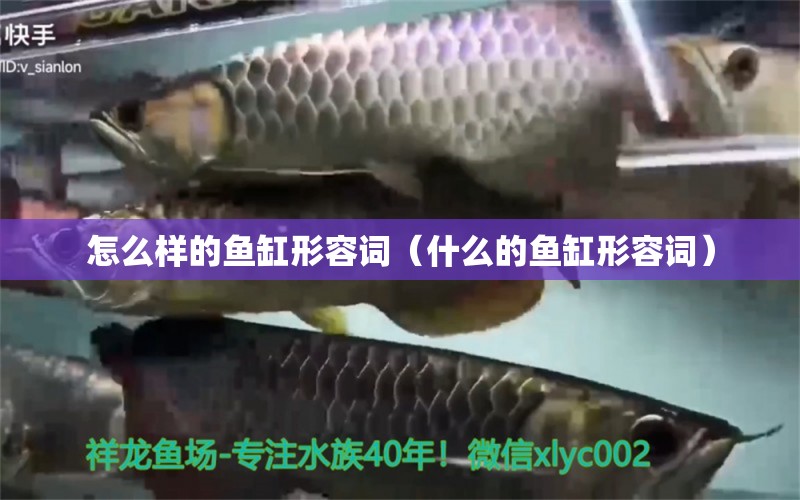 怎么樣的魚缸形容詞（什么的魚缸形容詞）