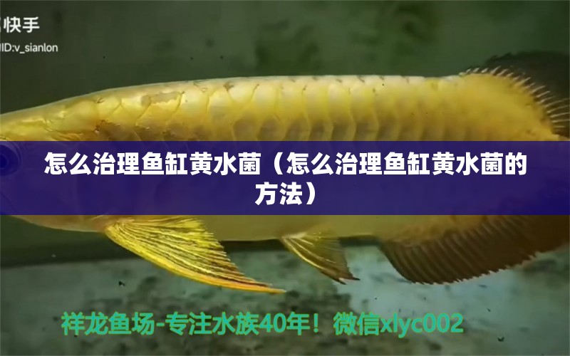 怎么治理魚缸黃水菌（怎么治理魚缸黃水菌的方法）