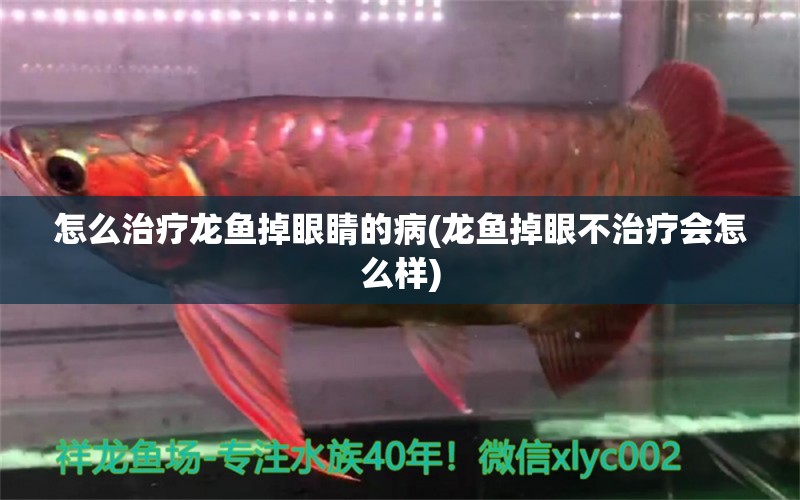 怎么治療龍魚掉眼睛的病(龍魚掉眼不治療會怎么樣) 金老虎魚