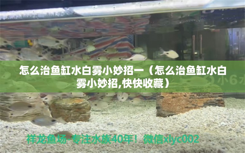 怎么治魚缸水白霧小妙招一（怎么治魚缸水白霧小妙招,快快收藏） 觀賞魚