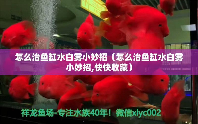 怎么治魚(yú)缸水白霧小妙招（怎么治魚(yú)缸水白霧小妙招,快快收藏）