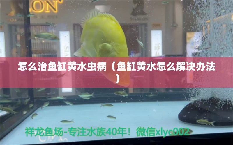 怎么治魚缸黃水蟲?。~缸黃水怎么解決辦法）