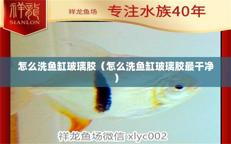 怎么洗魚缸玻璃膠（怎么洗魚缸玻璃膠最干凈） 量子養(yǎng)魚技術