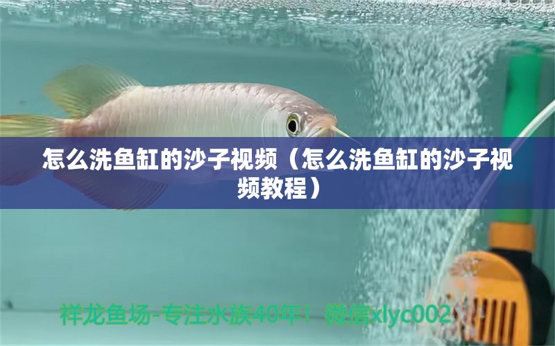 怎么洗魚缸的沙子視頻（怎么洗魚缸的沙子視頻教程）