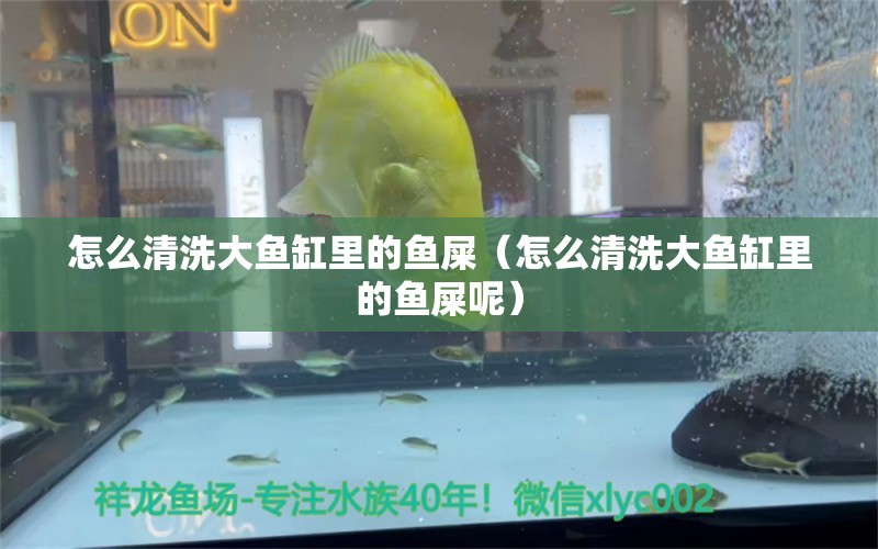 怎么清洗大魚缸里的魚屎（怎么清洗大魚缸里的魚屎呢）