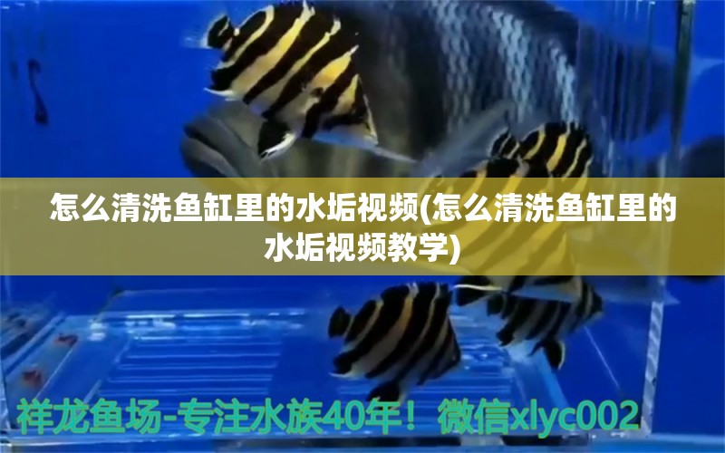 怎么清洗魚缸里的水垢視頻(怎么清洗魚缸里的水垢視頻教學(xué)) 戰(zhàn)車紅龍魚