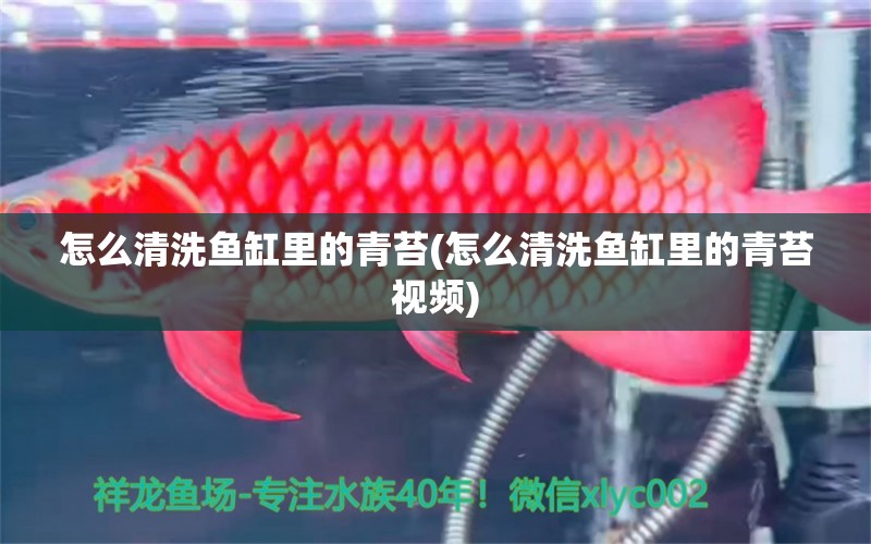 怎么清洗魚缸里的青苔(怎么清洗魚缸里的青苔視頻) 三間鼠魚