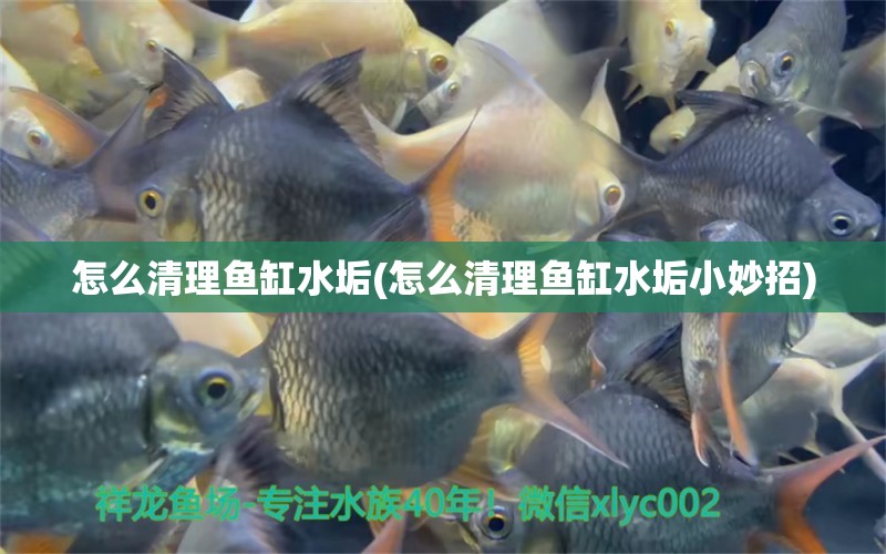 怎么清理魚缸水垢(怎么清理魚缸水垢小妙招)