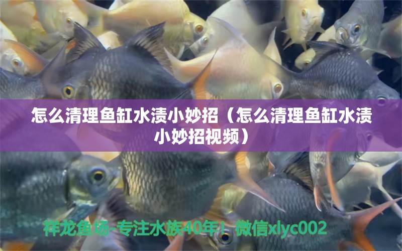 怎么清理魚缸水漬小妙招（怎么清理魚缸水漬小妙招視頻）