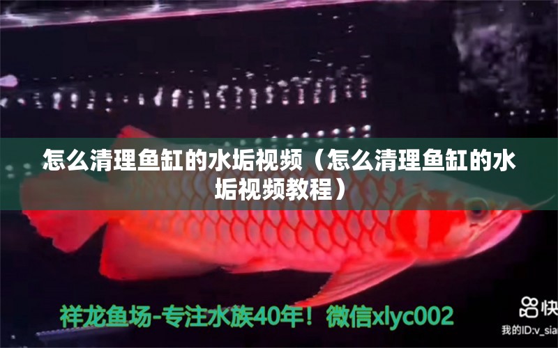 怎么清理魚缸的水垢視頻（怎么清理魚缸的水垢視頻教程）