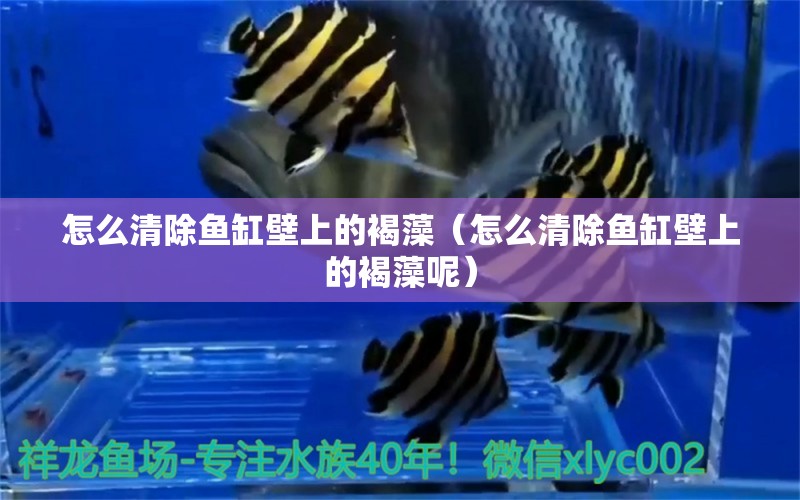 怎么清除魚缸壁上的褐藻（怎么清除魚缸壁上的褐藻呢）