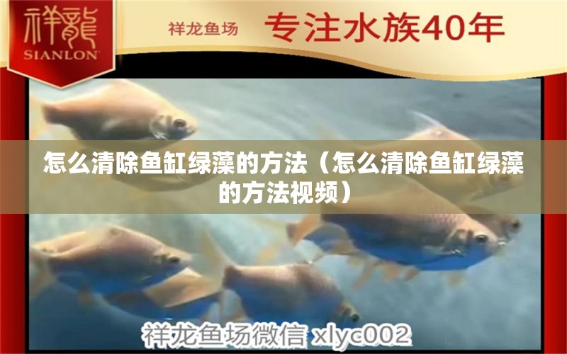 怎么清除魚缸綠藻的方法（怎么清除魚缸綠藻的方法視頻） 祥龍水族醫(yī)院