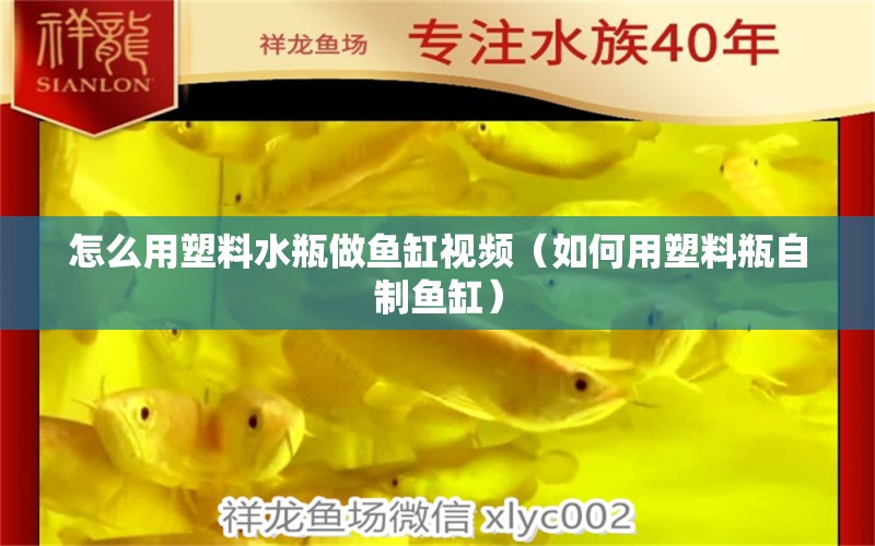 怎么用塑料水瓶做魚缸視頻（如何用塑料瓶自制魚缸）