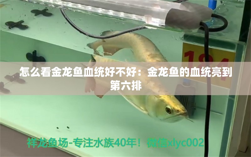 怎么看金龍魚血統(tǒng)好不好：金龍魚的血統(tǒng)亮到第六排