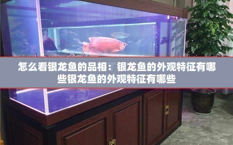 怎么看銀龍魚的品相：銀龍魚的外觀特征有哪些銀龍魚的外觀特征有哪些 水族問答