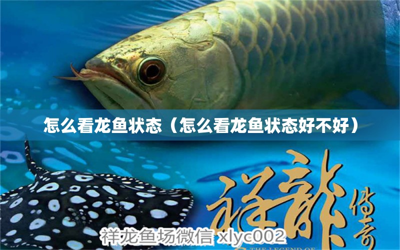 怎么看龍魚狀態(tài)（怎么看龍魚狀態(tài)好不好）