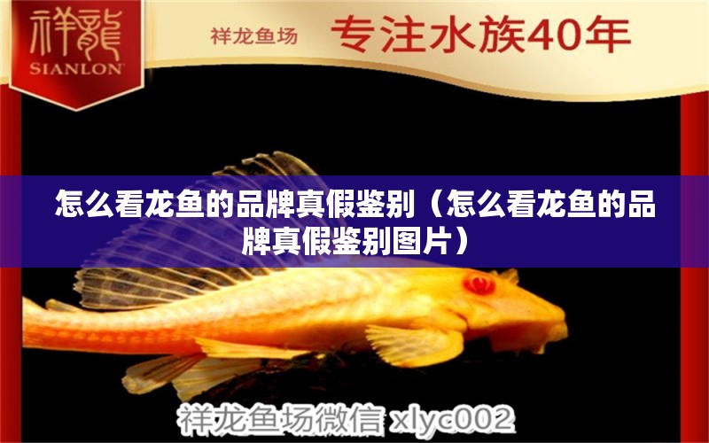 怎么看龍魚的品牌真假鑒別（怎么看龍魚的品牌真假鑒別圖片）