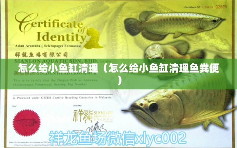 怎么給小魚(yú)缸清理（怎么給小魚(yú)缸清理魚(yú)糞便）