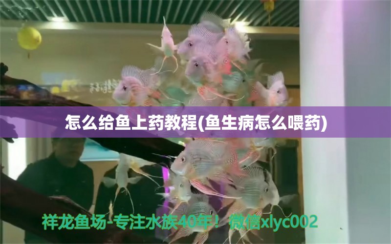 怎么給魚上藥教程(魚生病怎么喂藥) 熊貓異形魚L46