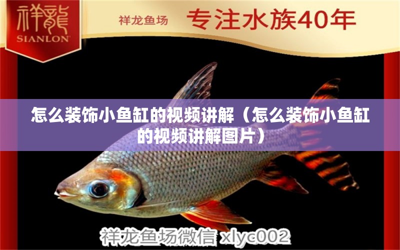 怎么裝飾小魚缸的視頻講解（怎么裝飾小魚缸的視頻講解圖片）