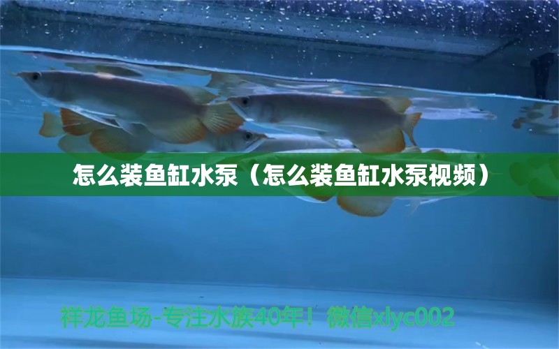 怎么裝魚缸水泵（怎么裝魚缸水泵視頻） 魚缸水泵